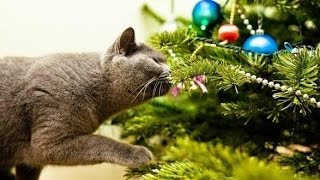 Животные В Новый Год Животные В Новый Год