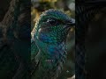 This bird dies every single night | Hummingbird