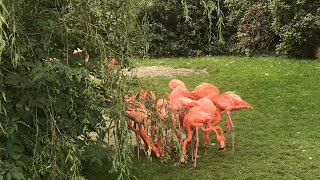 Фламинго и др. птицы в птичьем парке.