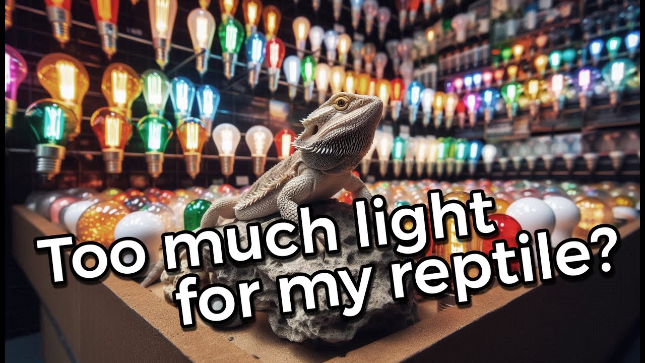 Too much light?! A look into Metal Halide lamps for reptiles