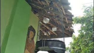 Kolibri sepah raja GACOR NEMBAK❗terapi pinggir jalan untuk pancingan kolibri lainya