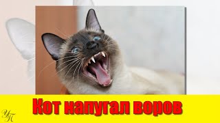 Кот Напугал Воров Интересные Истории