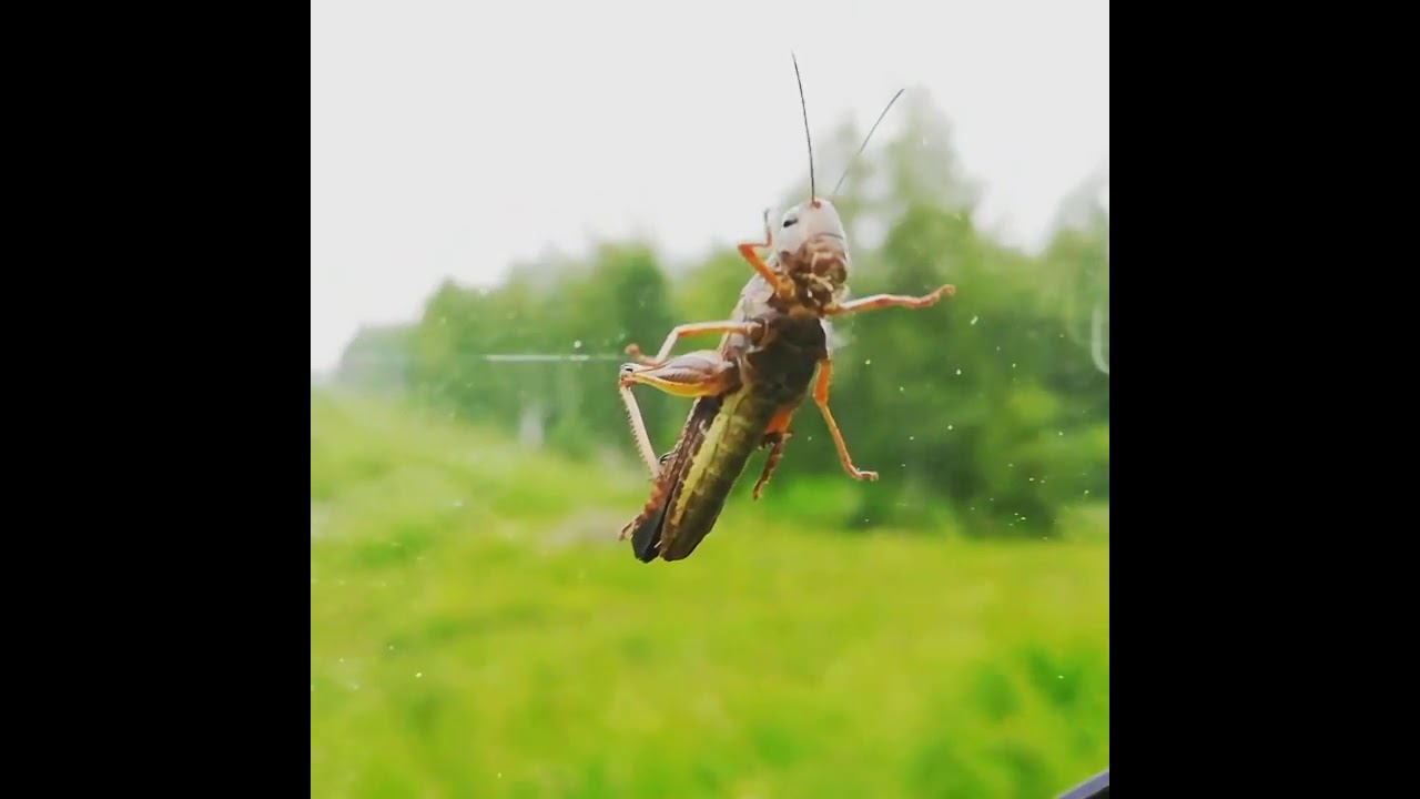 Кузнечик в машине примета