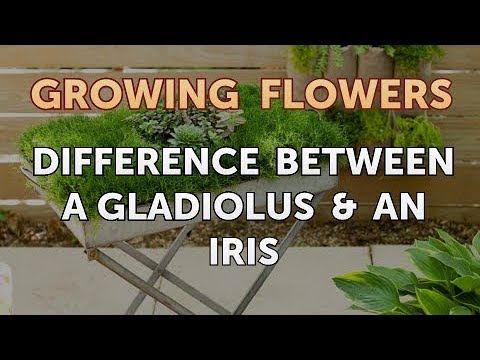 Difference Between a Gladiolus & an Iris