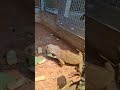 Iguana Remaja #iguana #reptile