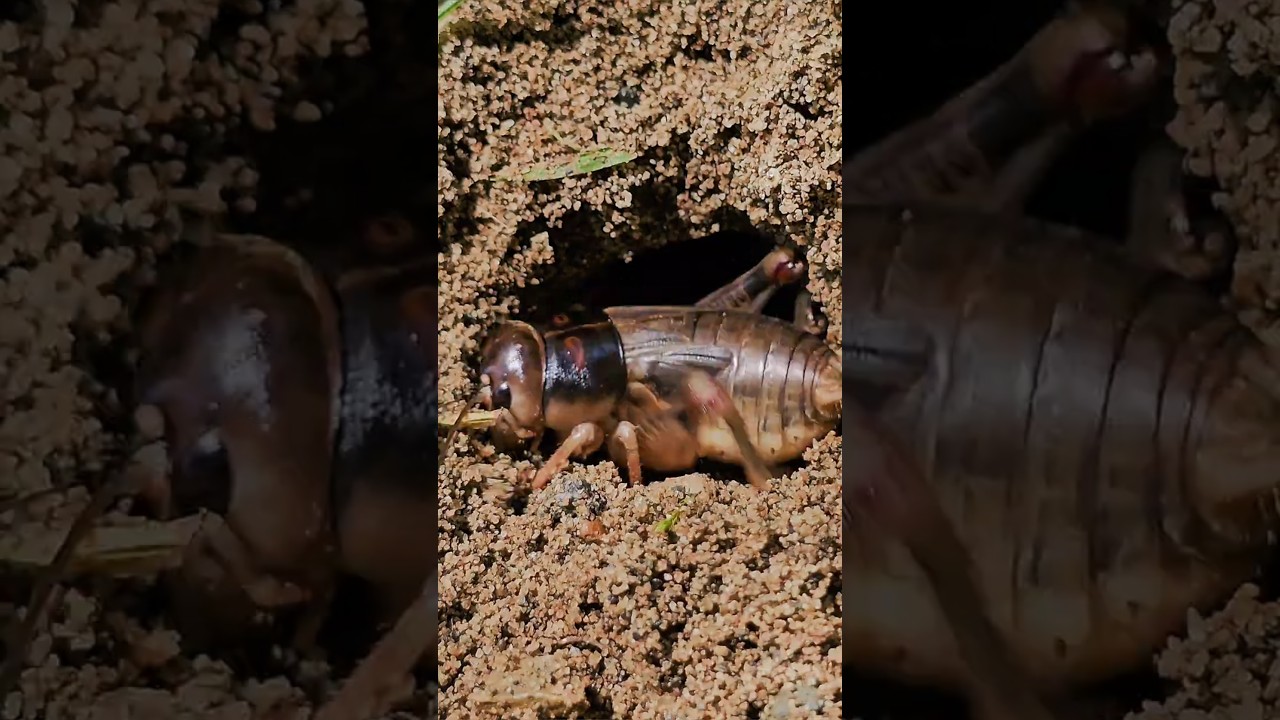 Close-up of the burrowing process of crickets