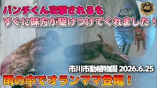 【雨のオランママ】パンチくん、攻撃されるもすぐに味方が駆けつけれくれました！アトマル保育園に新入生！？市川市動植物園 2026.6.25 | Ichikawa Zoo Punch【4K】