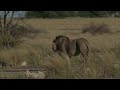 Lions of the Kgalagadi Transfrontier Park