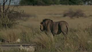 Lions of the Kgalagadi Transfrontier Park