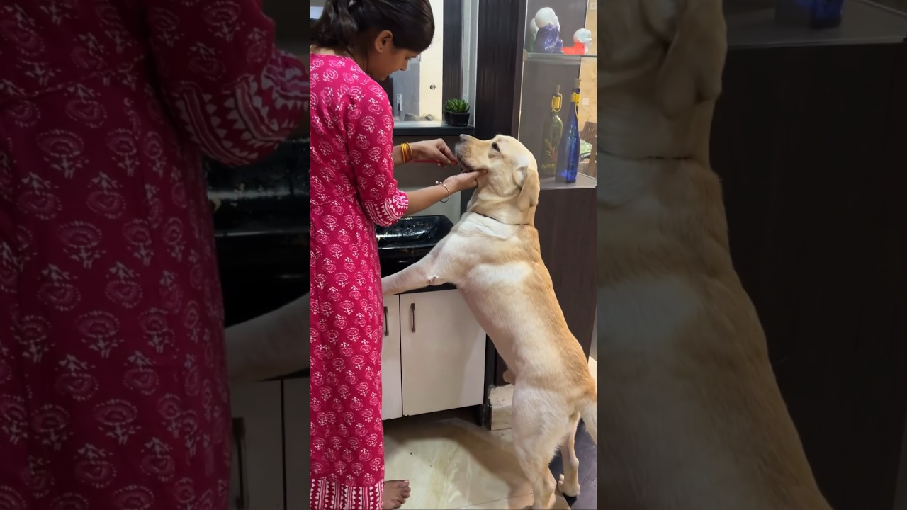Simba ko brush kai baad treats milegi❤️🐾 