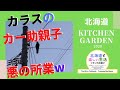 北海道の家庭菜園｜カラスのいたずら｜カラス対策が必要かも