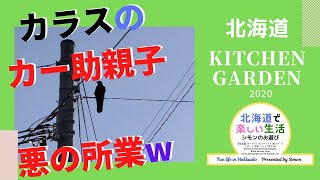 北海道の家庭菜園｜カラスのいたずら｜カラス対策が必要かも