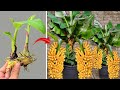 SUPER UNIQUE TECHNIQUE Propagating This New Style Of Banana Plants Is Simple And Takes Root Quickly