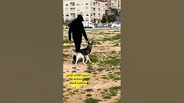 تدريب الكلاب على المشي بجانبك 
