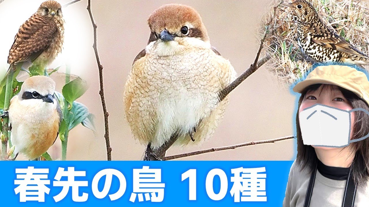 春の農耕地は鳥がいっぱい♪【野鳥撮影vlog】