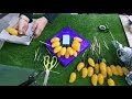 Tutorial Hantaran Sumi untuk Bertunang