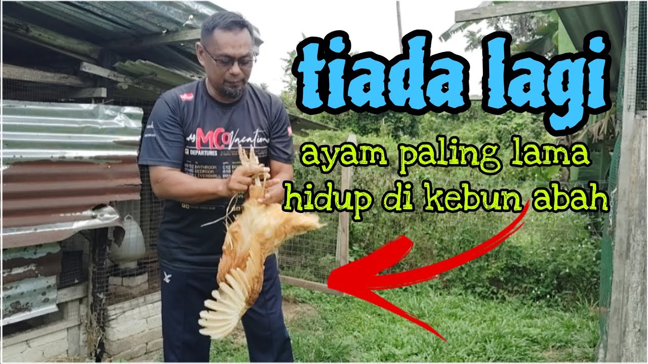 [Episod1597] ayam terakhir dibela paling lama dah dipencenkan