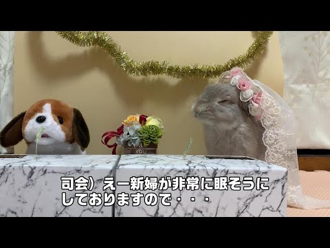 うさぎの結婚会見の様子