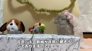うさぎの結婚会見の様子