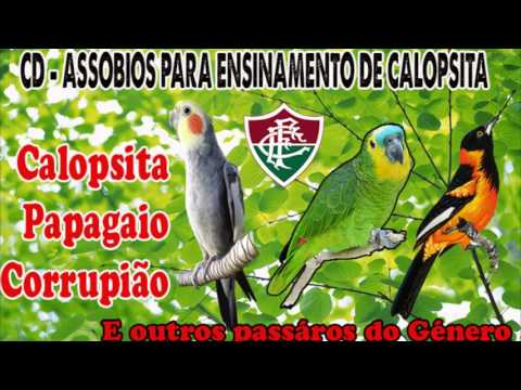 hino do fluminense para calopsita