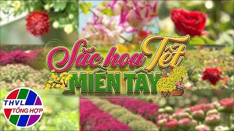 Ký sự truyền hình: Sắc hoa tết Miền Tây