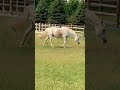 Enjoying The Fresh Grass In The Morning