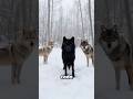 Estas Criss de Animales Son Intocables