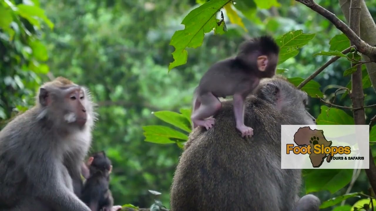 Tanzania Tailor Made, Camping and Luxury Safari