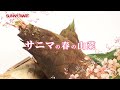 【SUNNY MART 愛媛エリア単独CM】サニマの春の山菜!高知産 春筍!2022年4月13日(水)~17日(日)
