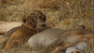 똑똑한 아기 사자는 잠꾸러기 엄마를 깨우는 방법을 알고 있습니다 [아프리카 사파리 플러스⁺] 173