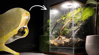 This Tiny Tree Frog Terrarium Will Make You Want One