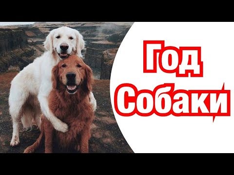 Год Собаки – описание и характеристика знака