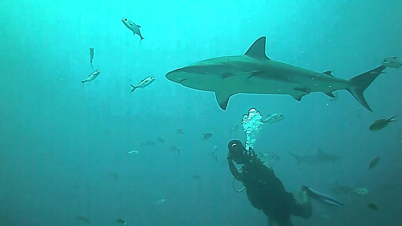 Shark Dive Roatan 10 Nov 2011 YouTube