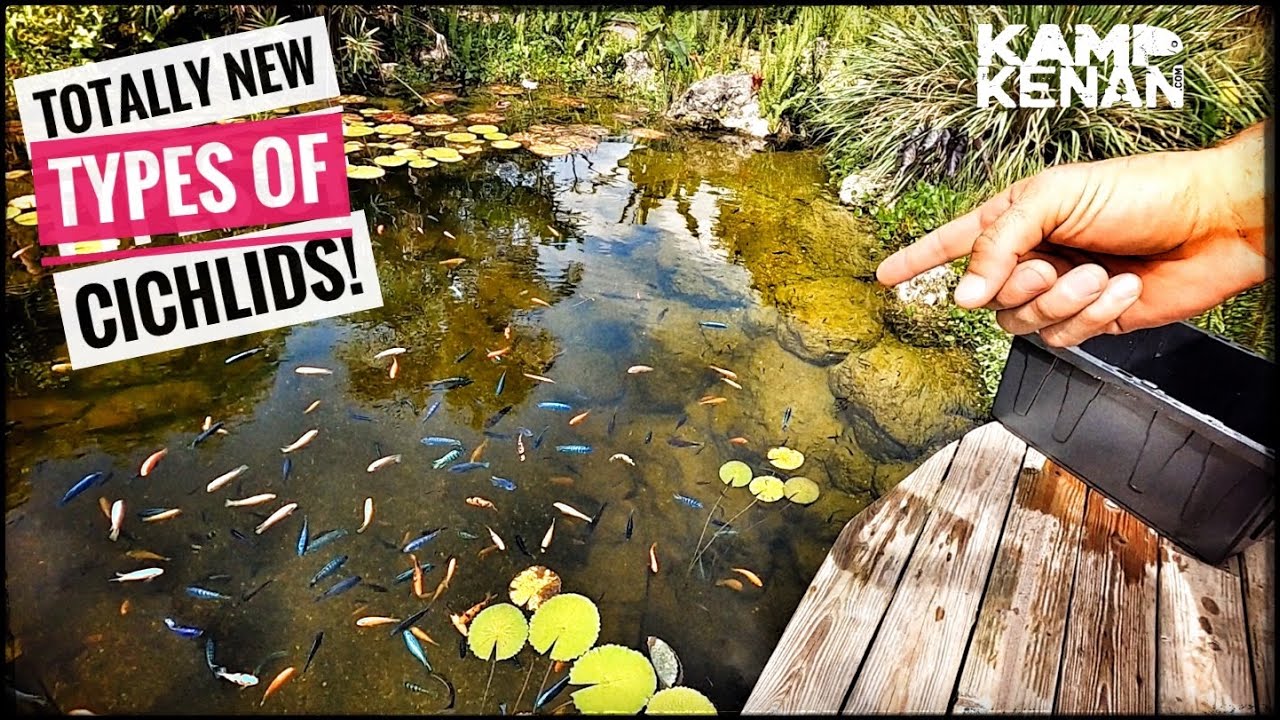 New Fish for my Giant Backyard Pond! - YouTube