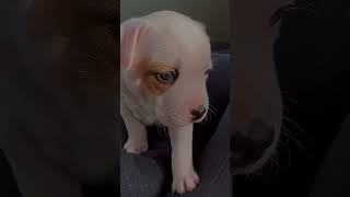 Puppy Lovely ❤️❤️