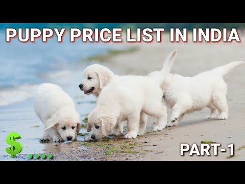Dog Price List In India Hindi Part 1 You Dog Price List In India Hindi
