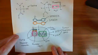 The Transforming Growth Factor Beta Pathway Part 3