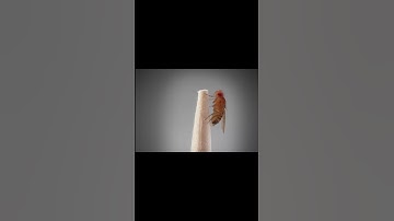 Meet the Fly Destroyer | Deep Look #Shorts