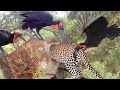 Птицы-Носороги Атакуют Леопарда, Чтобы Спасти Птенца от Смерти