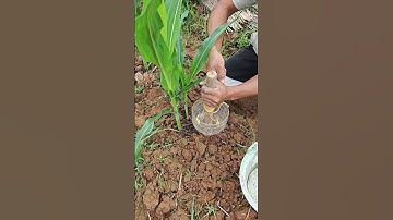 Rainy Season Fertilizer Tool! DIY Root-Delivery, Resists Washington Away