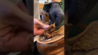 Portugal cork oak bark harvesting #usa #ai # #farming #song #movie #ronaldo