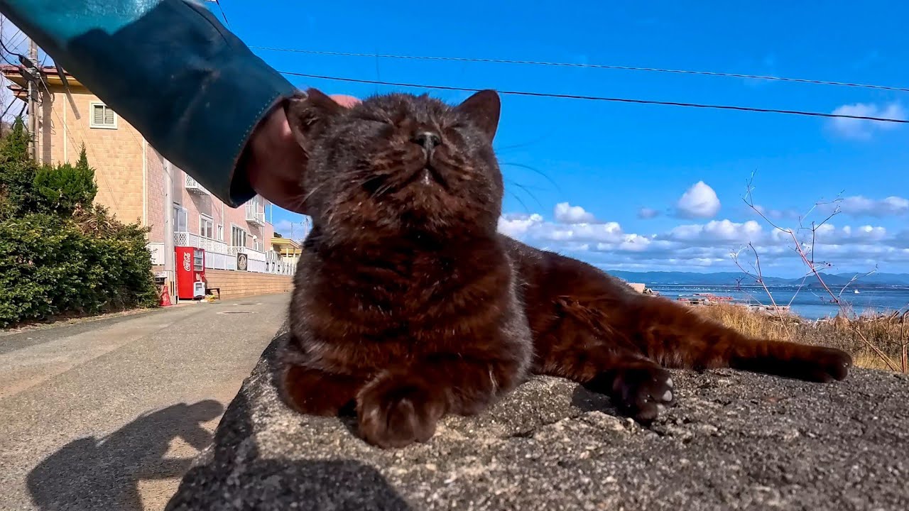 On Cat Island, I Sat by the Sea… A Black Cat Calmly Chose the Seat