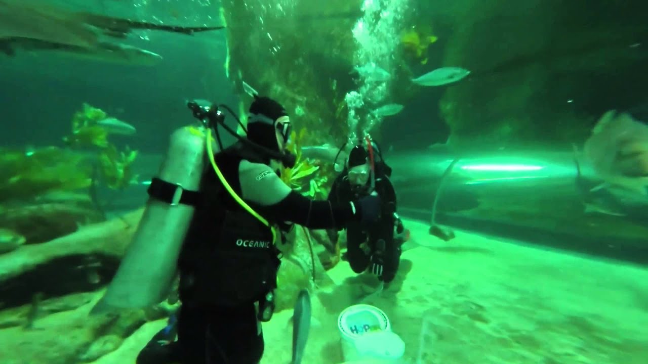 Diving Napier Aquarium 2015 - YouTube