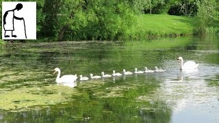 Swans - Kingsgate Park 160530