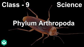 Phylum Arthropoda | Diversity in Living Organisms | Biology | Grade 9 | Telangana | Khan Academy