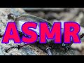 【咀嚼音のみ】カブトムシ、サソリ、タランチュラ、セミの幼虫を食べるASMR