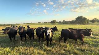 The Cattle Range Listing #607D803