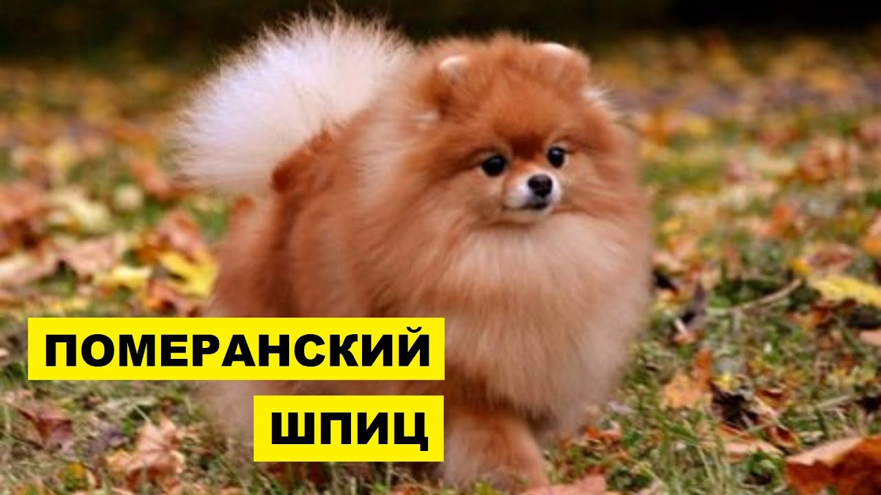 Померанский шпиц плюсы и минусы породы | Собаководство | Собака Померанский шпиц