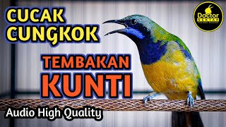 CUCAK CUNGKOK TEMBAKAN KUNTI KUNTILANAK PANJANG VARIAN BREN AUDIO JERNIH COCOK UNTUK MASTERAN MURAI