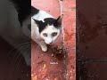 Funny Talking Cat.#cat #funny #fyp #youtube